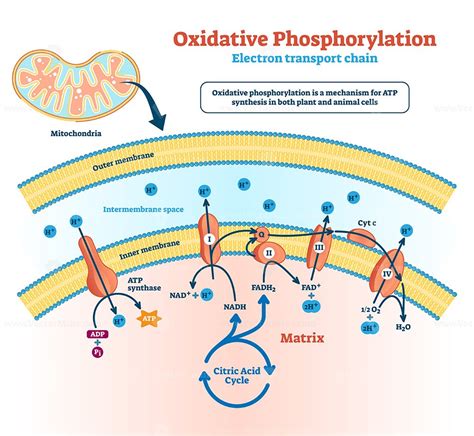 Oxidative Phosphorylation .